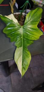 Philodendron Golden Dragon variegata, Huis en Inrichting, Kamerplanten, Overige soorten, Minder dan 100 cm, Ophalen of Verzenden