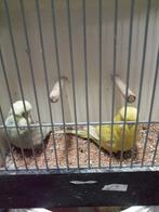 Diverse Engelse parkieten, Dieren en Toebehoren, Meerdere dieren, Parkiet