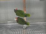 Kweekkoppel cuba amazones, Dieren en Toebehoren, Vogels | Parkieten en Papegaaien, Meerdere dieren, Parkiet