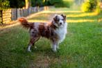 VERSCHILLENDE DEKREUEN Pomeranian, Mini Australian Shepherd, Dieren en Toebehoren, Honden | Dekreuen, Rabiës (hondsdolheid), Reu