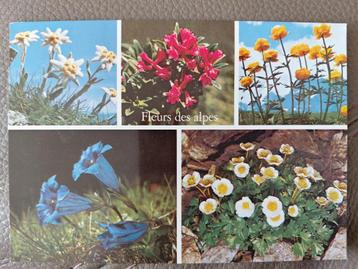 Alpenbloemen, Zwitserland, gelopen. beschikbaar voor biedingen