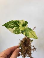 Syngonium Albo, Huis en Inrichting, Kamerplanten, Ophalen of Verzenden, Halfschaduw, Minder dan 100 cm