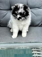 Laatste pup beschikbaar teddydog mini chowchow met stamboom, Dieren en Toebehoren, Overige rassen, 8 tot 15 weken, Parvo, Meerdere