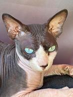 Sphynx naaktkat kater, Kater, Gechipt, 0 tot 2 jaar