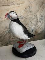 Prachtige Nieuw Opgezette Papegaaiduiker Taxidermie, Ophalen of Verzenden, Nieuw, Vogel, Opgezet dier