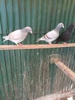 Mooi koppel jonge postduiven, Dieren en Toebehoren, Vogels | Duiven, Meerdere dieren, Postduif