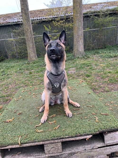 Mechelse herder (Bella) 8 maanden, Dieren en Toebehoren, Honden | Herdershonden en Veedrijvers, Teef, Herder, Particulier, Eén hond