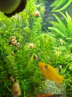 Posthoornslak, Dieren en Toebehoren, Slak of Weekdier