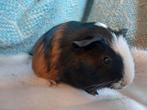 Cavia beertje – driekleur gladhaar., Cavia, Mannelijk, November, Tam