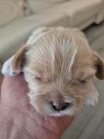 Te koop, Dieren en Toebehoren, Honden | Chihuahua's en Gezelschapshonden, Overige rassen, 8 tot 15 weken, Meerdere, Meerdere dieren