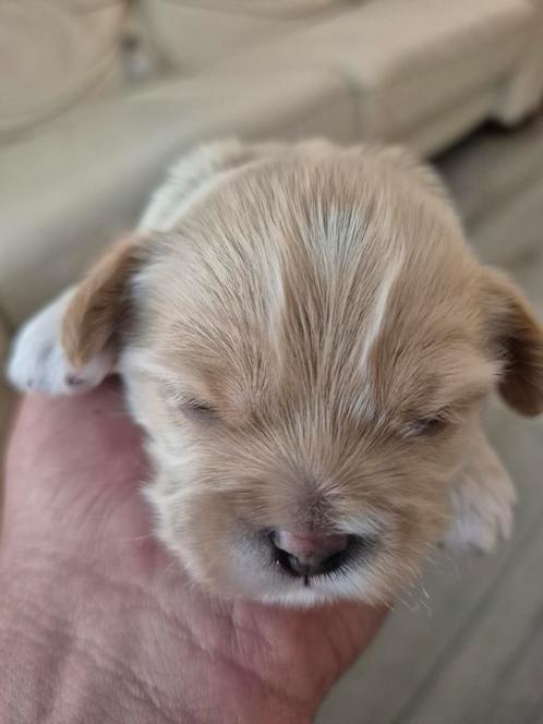 Te koop, Dieren en Toebehoren, Honden | Chihuahua's en Gezelschapshonden, Meerdere dieren, Overige rassen, Particulier, Meerdere