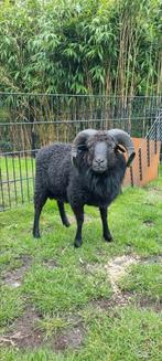 Ouessant ram, Dieren en Toebehoren, Mannelijk, Schaap