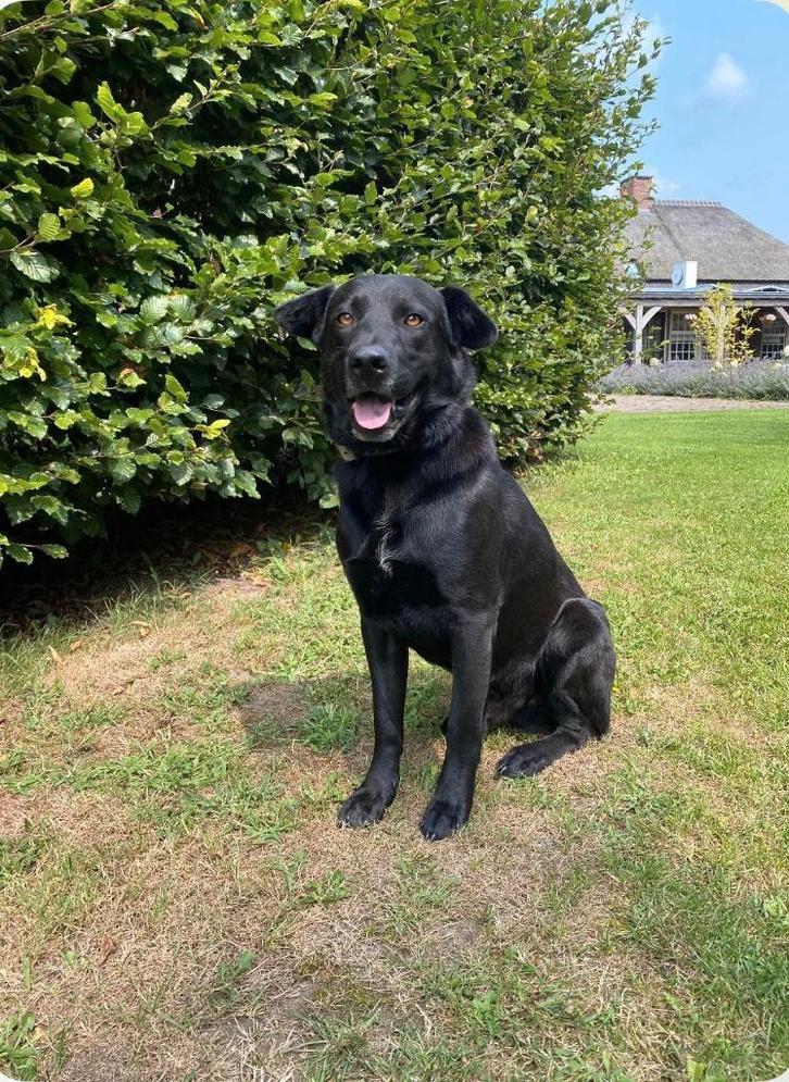 Mooie lieve waakhond, Dieren en Toebehoren, Honden | Niet-rashonden, Middel, Reu, Particulier, Eén hond, Buitenland, 3 tot 5 jaar