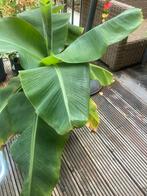 Mooie Bananenplant! Zoekt nieuw huisje🌱, Tuin en Terras, Planten | Tuinplanten, Ophalen of Verzenden, Zomer, Overige soorten