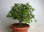Zelkova serata bonsai bezemstijl, Tuin en Terras, Ophalen, Overige soorten, Halfschaduw