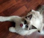 Ik verkoop deze Ragdoll katje heel aardig hij in 15_03_25, Kater, Ontwormd, 0 tot 2 jaar