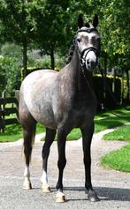 Lieve jonge sportpony, 4 jarige c-pony, merrie, Dieren en Toebehoren, Pony's, Merrie, Gechipt, Springpony, Zadelmak