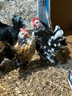 2 mooie Serama haantjes, Dieren en Toebehoren, Mannelijk, Kip