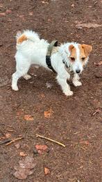 Nieuw baasje 3 jarige Jack Russel, Jack Russell Terriër, Reu, Parvo, Eén hond