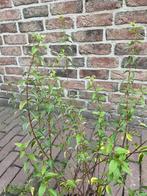 Boeren Jasmijn, Volle zon, Vaste plant, Zomer, Ophalen