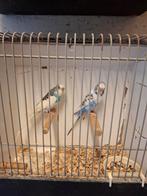 +/- 40 Grasparkieten in diverse kleuren, Dieren en Toebehoren, Vogels | Parkieten en Papegaaien, Meerdere dieren, Parkiet