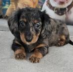 Dwerg teckel   teckelpups, Dieren en Toebehoren, CDV (hondenziekte), 8 tot 15 weken, Korthaar, Dwerg