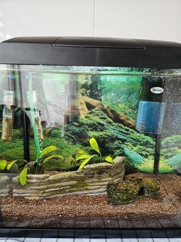 Aquarium superfish  beschikbaar voor biedingen