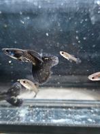 Black metal lace guppen ras zuiver, Vis, Zoetwatervis, Schoolvis