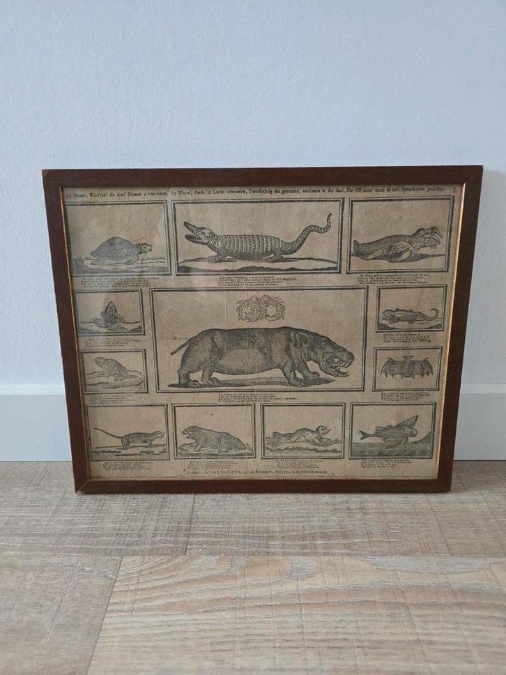 Extreem zeldzame Schoolplaat Prent Johannes Bouwer 1805-1808, Antiek en Kunst, Antiek | Schoolplaten, Natuur en Biologie, Ophalen of Verzenden