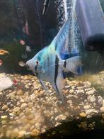 Maanvissen, Dieren en Toebehoren, Vissen | Aquariumvissen, Vis