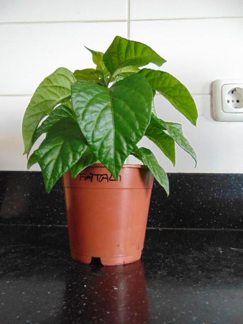 Fatalii Yellow peperplant (1 plant beschikbaar), Tuin en Terras, Planten | Tuinplanten, Eenjarig, Groenteplanten, Volle zon, Zomer