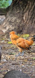 Watermaalse baardkriel haantjes, Dieren en Toebehoren, Mannelijk, Tropenvogel