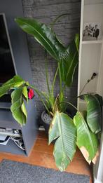 strelitzia nicolai, Ophalen, Overige soorten, 100 tot 150 cm