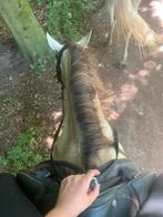 !VERZORG PONY/PAARD GEZOCHT!, Ophalen