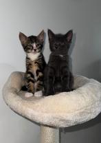 Twee sociale kittens met spullen, Dieren en Toebehoren, Katten en Kittens | Overige Katten, Meerdere dieren