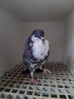 Moroncelo kropper, Dieren en Toebehoren, Mannelijk