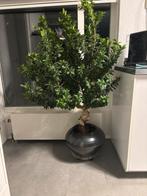 Prachtige Chinese vijg, Huis en Inrichting, Kamerplanten, Ophalen, 150 tot 200 cm