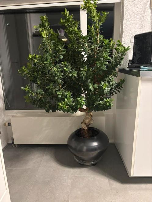Prachtige Chinese vijg, Huis en Inrichting, Kamerplanten, 150 tot 200 cm, Ophalen