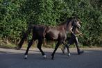Zwarte D pony ruin, Dieren en Toebehoren, Pony's, Ruin, Onbeleerd, Recreatiepony, D pony (1.37m tot 1.48m)