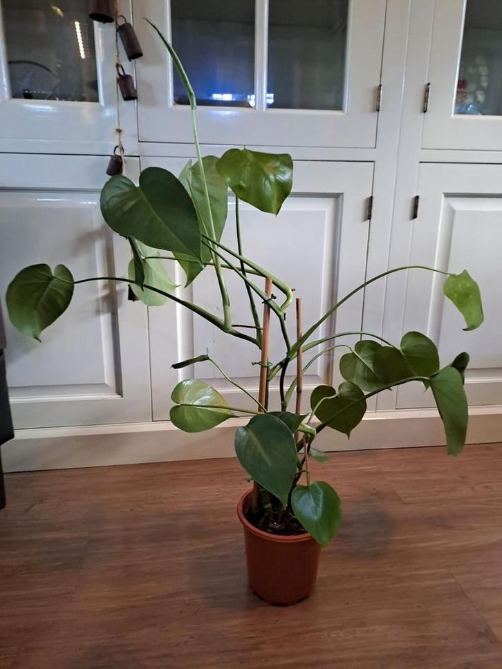 Jonge Monstera Deliciosa Kamerplant🪴OPHALEN🪴, Tuin en Terras, Planten | Tuinplanten, Vaste plant, Overige soorten, Halfschaduw