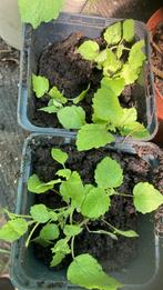 Citroën melisse, Tuin en Terras, Planten | Tuinplanten, Ophalen, Volle zon, Groenteplanten, Eenjarig