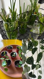 Stekjes!, Ophalen of Verzenden, Halfschaduw, Minder dan 100 cm