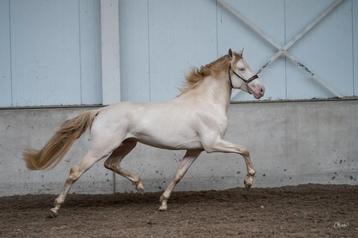 Ter dekking unieke Perlino PRE hengst  beschikbaar voor biedingen