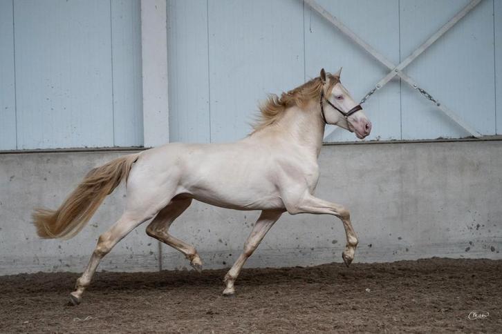 Ter dekking unieke Perlino PRE hengst, Dieren en Toebehoren, Paarden en Pony's | Dekhengsten en Fokmerries, Hengst