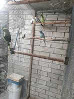 Halsband parkieten, Dieren en Toebehoren, Meerdere dieren, Parkiet