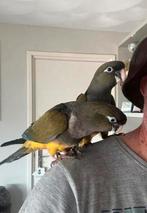 GEVRAAGD ALLE SOORTEN VOGELS EN PAPEGAAIEN NOGMAALS LEZEN!!!, Dieren en Toebehoren, Vogels | Parkieten en Papegaaien, Meerdere dieren