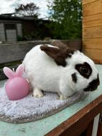 Dwerg-Lotharinger VOEDSTER, Dieren en Toebehoren, Konijnen, Vrouwelijk, Dwerg, 0 tot 2 jaar