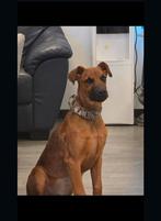 Dobberman x Rhodesian Rhidgeback puppy 18 weken, 15 weken tot 1 jaar, Reu, Eén hond, Middel