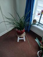 Prachtige soort vetplant., Ophalen of Verzenden, Minder dan 100 cm