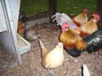 2 mooie krielhaantjes gratis op te halen, Dieren en Toebehoren, Pluimvee, Mannelijk, Kip